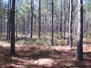 Managed Pine Plantation for sale in Escambia County, Alabama